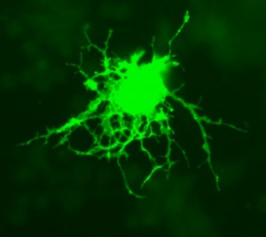 Mouse Oligodendrocyte