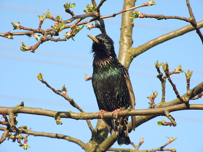 Starling, by Vytauto, Creative Commons License